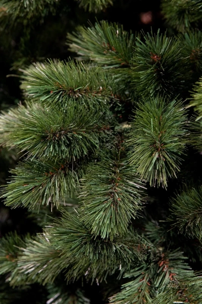 Sztuczna gęsta choinka Camden slim 155 cm d84 trudnopalna