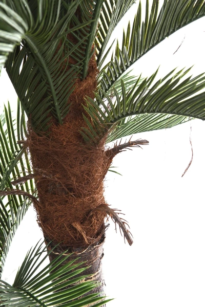 Sztuczna palma Cykas 150 cm 2 pnie