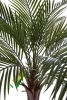 Sztuczna Palma 180 cm do ogrodu i na taras UV Weatherproof