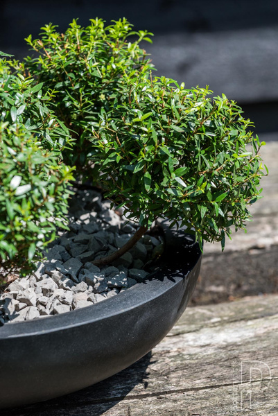 Monique L 43,5/12 misa szara osłonka na bonsai