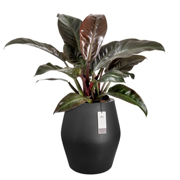 June Split High 46/53 wysoka czarna osłonka