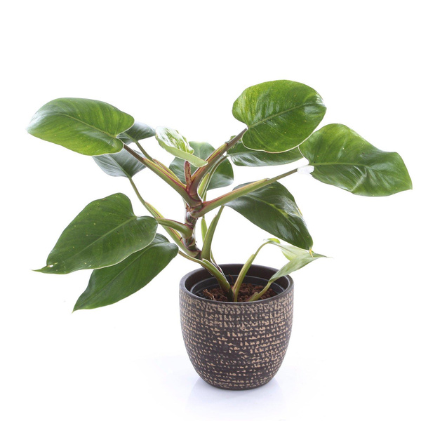 Carrie 14/12 osłonka ceramiczna brązowa tekstura