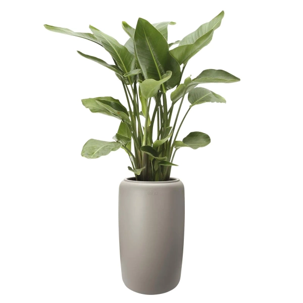 Amber Beads Large 39/66 beżowa wysoka designerska donica do salonu