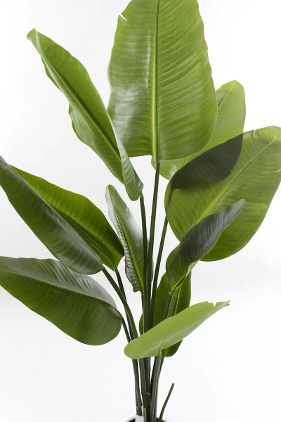 Sztuczna Strelicja Nicolai 150 cm