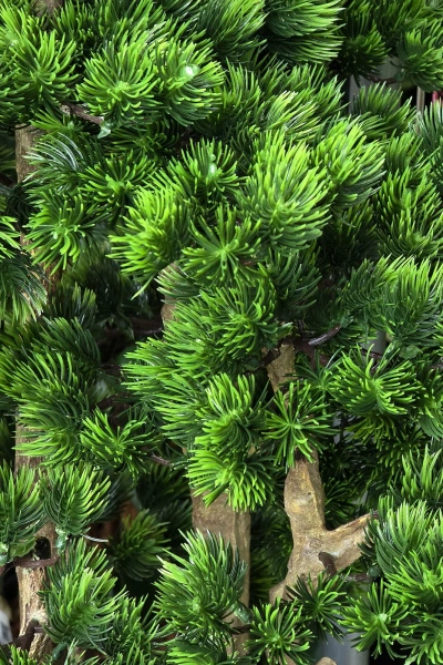 Sztuczny Bonsai Pinia Sosna w formie lasu 60 cm