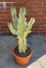 Kaktus Euphorbia ingens marmorata 100 cm