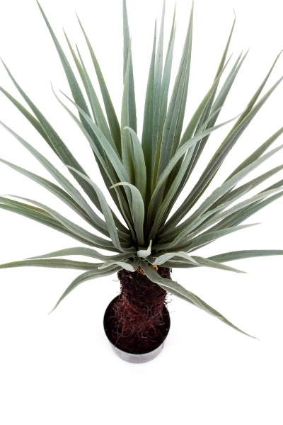 Sztuczna Juka Rostrata 93-100 cm