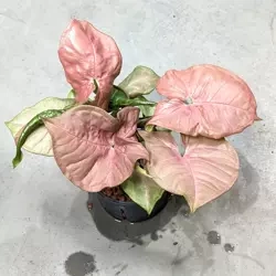 Syngonium Neon Robusta 28 cm MK11/9
