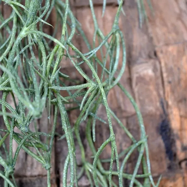 Sztuczna Tillandsia wisząca 75 cm