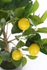 Sztuczne drzewko cytrynowe 72 cm