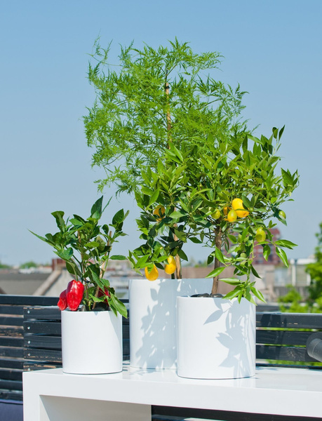 Puk L 25/25 cylindryczna donica z włókna szklanego biała z połyskiem