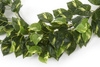 Sztuczne Epipremnum Pothos girlanda gęste pnącze 180 cm