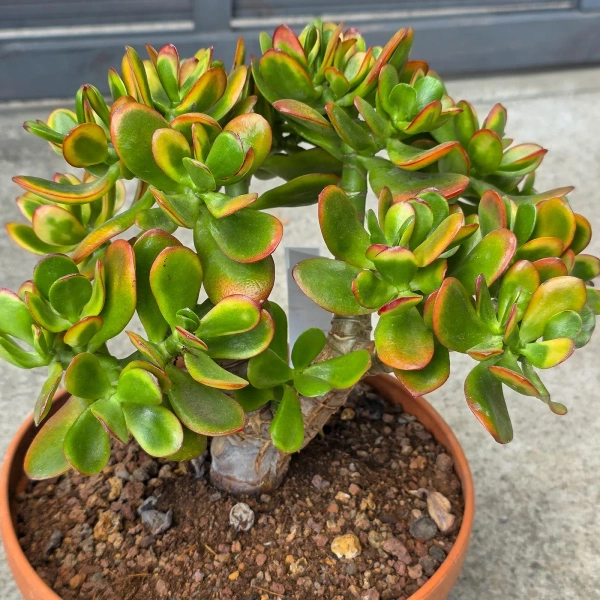Crassula ovata sunset 30 cm krasula