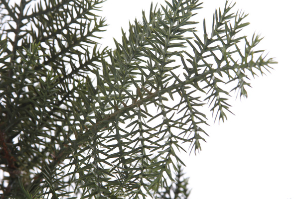 Sztuczny bonsai jodła 73 cm