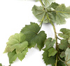 Sztuczne winogrono girlanda wiszące 180 cm 62 liście - zielone