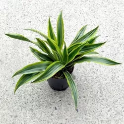Dracena lemon lime 35 cm MK13/12 w hydroponice