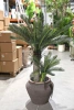 Sztuczny Cycas 145 cm 42 liście UV
