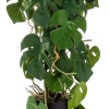 Sztuczna Monstera 75 cm 3 pnie