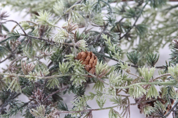 Sztuczny Modrzew oszroniony girlanda pnącze 190 cm