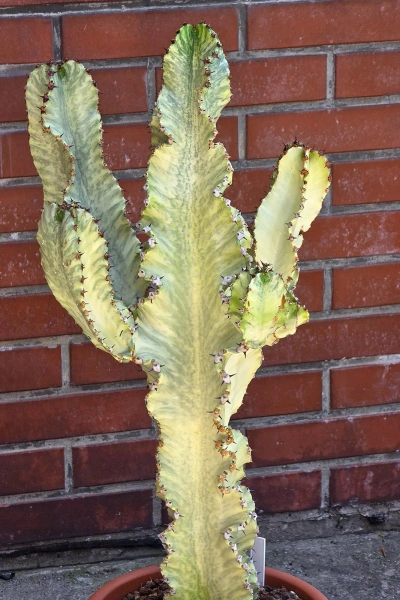 Kaktus Euphorbia ingens marmorata 100 cm
