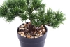 Sztuczny Bonsai Sosna Pinia 18 cm