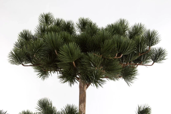 Sztuczny Bonsai Pinia 150 cm deluxe