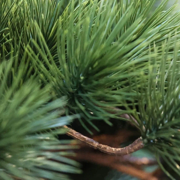 Sztuczny Bonsai Sosna Pinia 110 cm deluxe