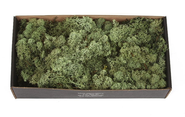 Sztuczny Mech Reniferowy chrobotek 500 g ciemnozielony