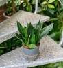 Sansevieria black diamond w hydroponice 30 cm MK13/12
