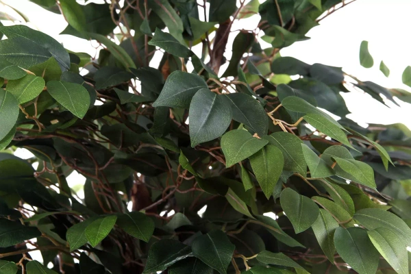 Sztuczny Fikus Benjamina na drewnianym pniu 150-170 cm