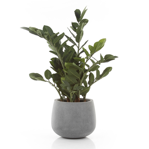 Sztuczna Zamia Zamioculcas Smaragd 66 cm 9 pędów