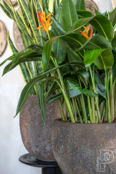 Claire XS 40/33 osłonka naturalna brązowa ostryga