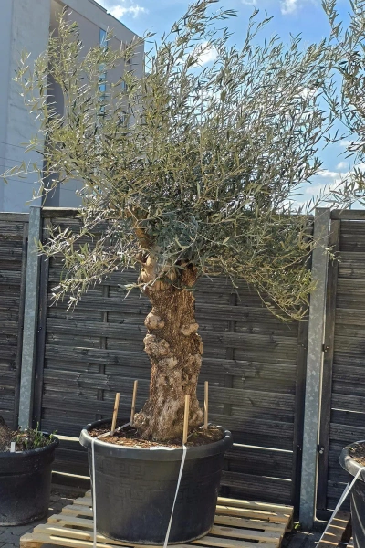 Drzewo oliwne Oliwka europejska 280 cm gruby pień