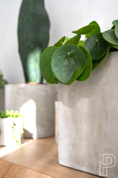 Grace XXXS 8x8/8 osłonka cementowa szara na kaktusy