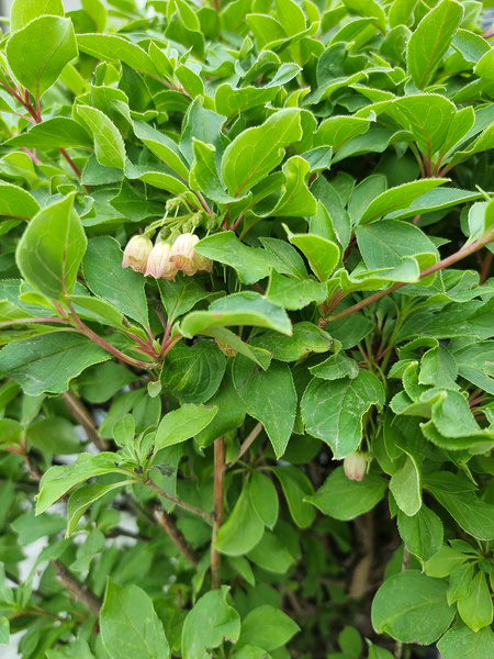 Enkiant dzwonkowaty Enkianthus campanulatus Ball 110 cm d60