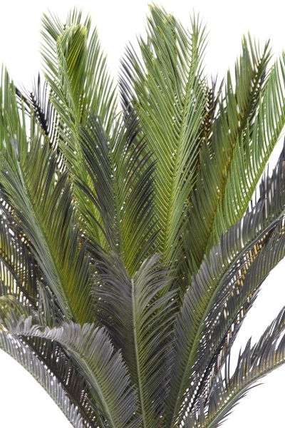 Sztuczny Cycas 150 cm