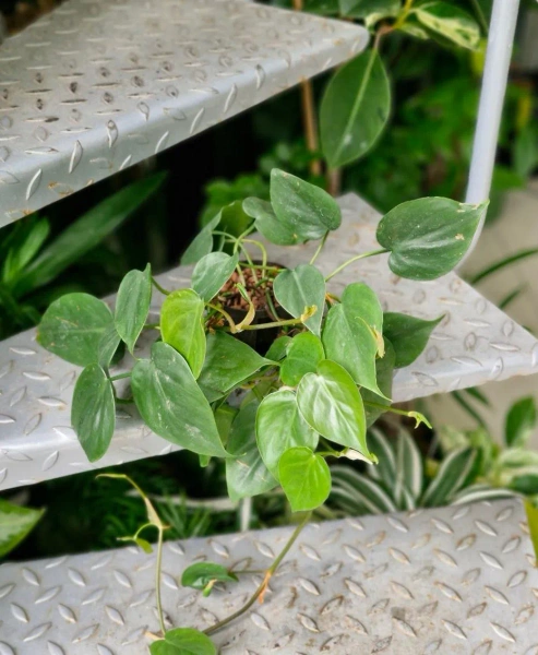 Philodendron Filodendron scandens w hydroponice MK13/12