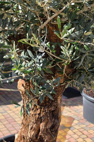 Drzewko oliwne 200 cm gruby pień