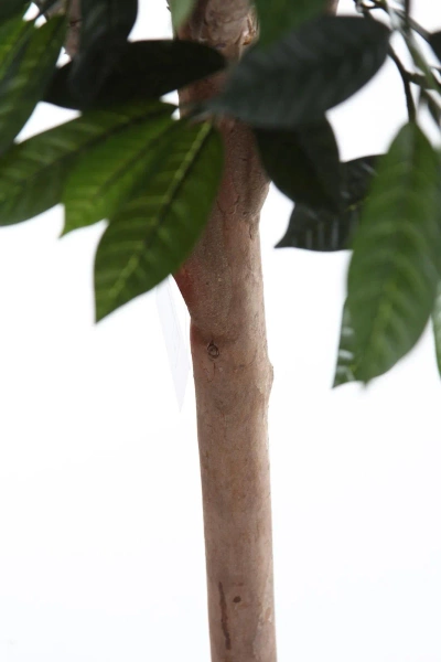 Sztuczna drzewko Mandarynka 170 cm cytrusy naturalny drewniany pień