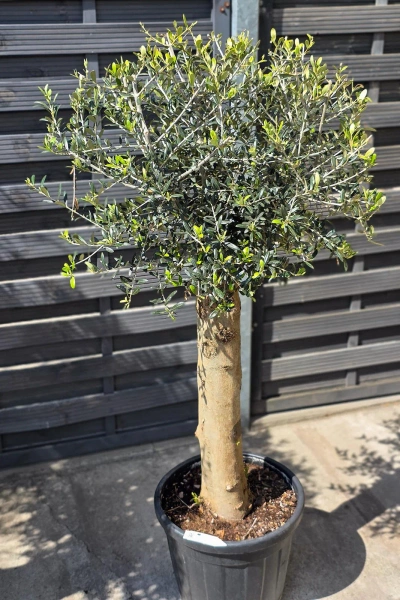 Oliwka europejska Olea europaea 160 cm gruby pień