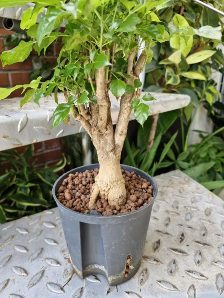 Radermachera w hydroponice 40 cm MK13/12