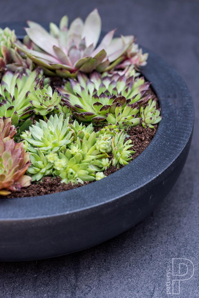 Monique M 34,5/10 czarna niska misa