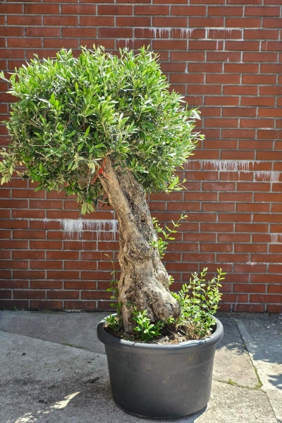 Olea europaea drzewko oliwne 180 cm