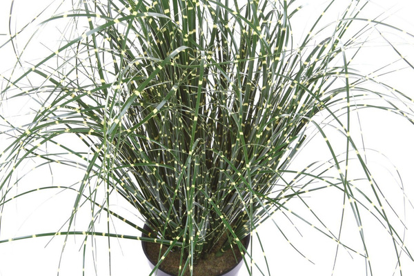 Sztuczna trawa wysoka Miskant 80 cm w doniczce