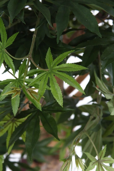 Sztuczny Klon Bonsai 95 cm zielony