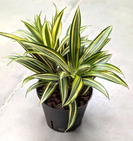 Dracena Pleomele song of hawai 25 cm w hydroponice MK13/12