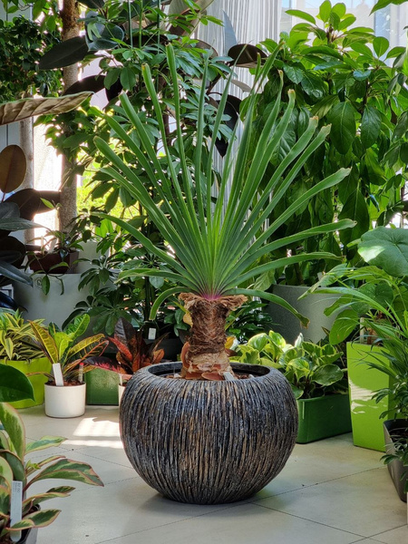 UNIVERSE WATERFALL GLOBE 28/20 doniczka kula brązowa ręcznie zdobiona