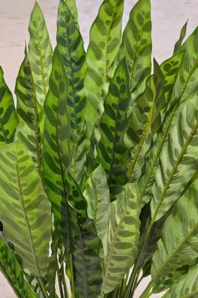 Sztuczna Kalatea lancetolistna 84 cm