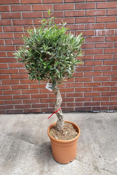 Oliwne drzewko na spiralnym pniu 130 cm