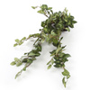 Sztuczna Fittonia Fitonia wisząca pnącze 80 cm